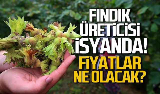 Fındık üreticisi isyanda! Fiyatlar ne olacak?