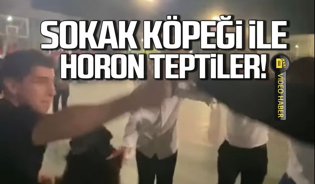 ZBEÜ'de öğrenciler sokak köpeği ile horon tepti! O anlar kamerada!