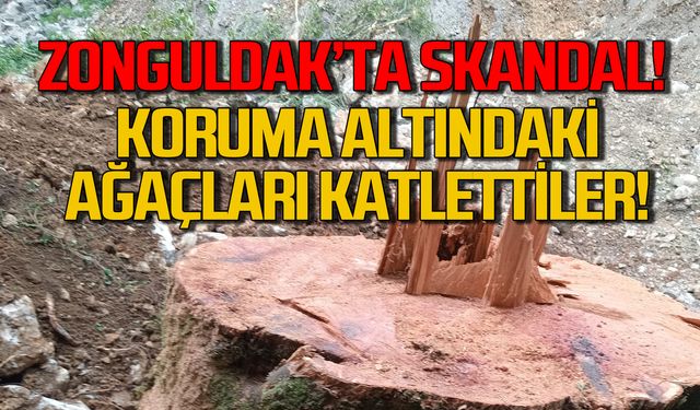 Zonguldak'ta koruma altındaki ağaçları katlettiler!