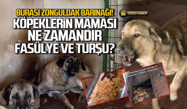 Zonguldak Barınağı'ndan tepki çeken görüntüler! Mama yerine bozuk  turşu!