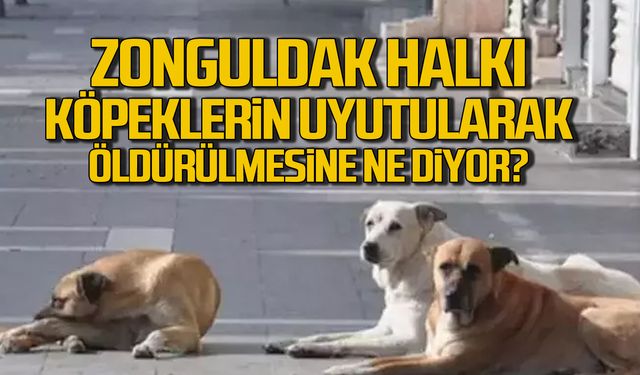 Zonguldaklılar köpeklerin uyutulması için ne düşünüyor?