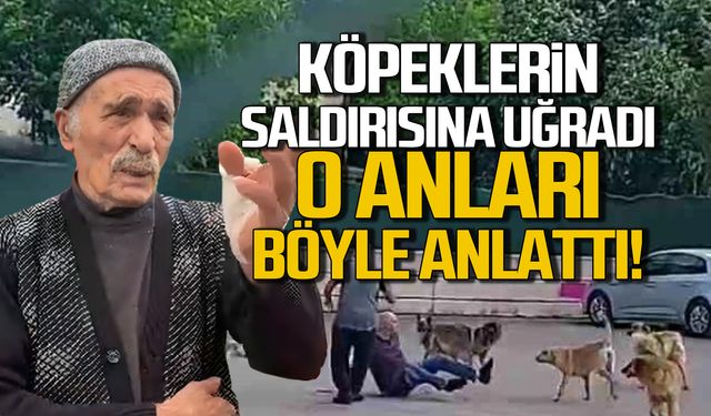 Zonguldak'ta sokak köpeklerinin saldırısına uğrayan depremzede yaşadıklarını anlattı!