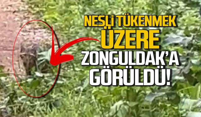 Nesli tükenmek üzere! Zonguldak'ta görüldü