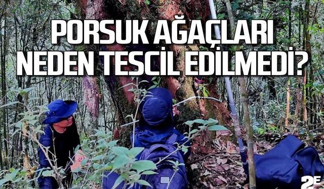 Kesilen Porsuk ağaçları neden tescillenmedi?