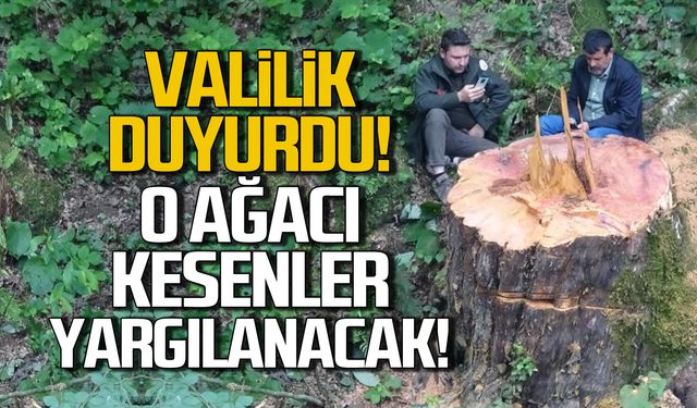 Zonguldak'ta 1183 yaşındaki ağacı kesenler yargılanacak!