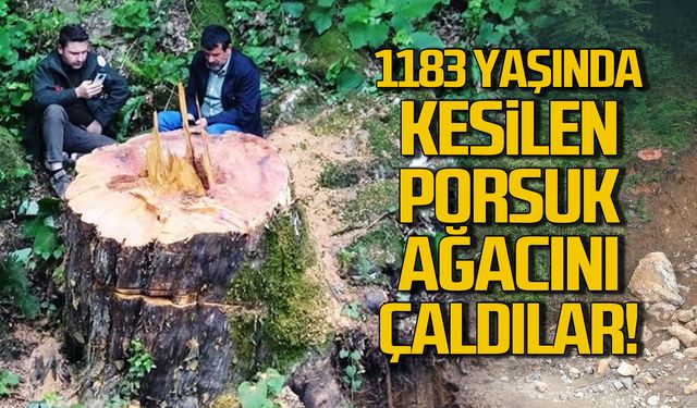 1183 yaşında kesilen porsuk ağacını çaldılar!