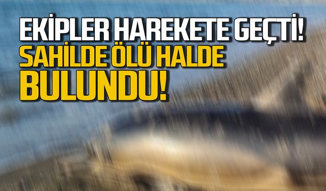 Filyos'ta ölü yunus bulundu! Ekipler harekete geçti!