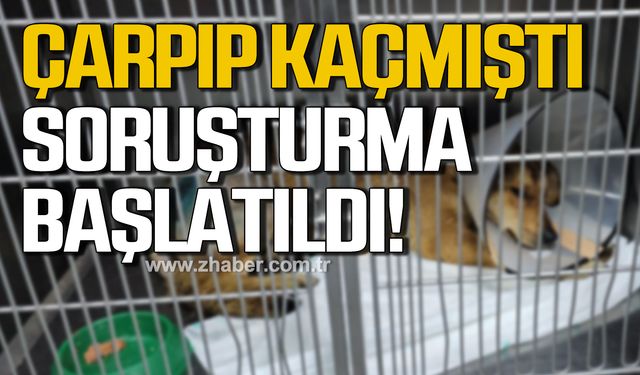 Zonguldak'ta sokak köpeğine çarpıp kaçan taksi şoförü hakkında soruşturma başlatıldı!