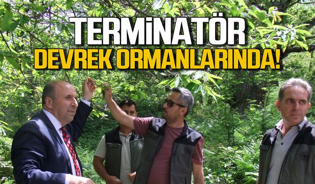 Terminatör Devrek ormanlarında