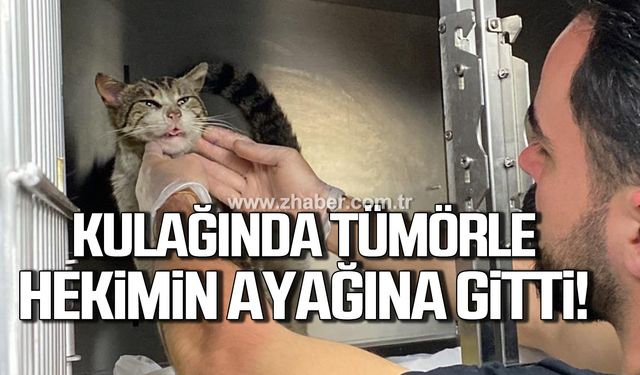 Zonguldak'ta kulağında tümör olan kedi veteriner hekimin ayağına gitti!