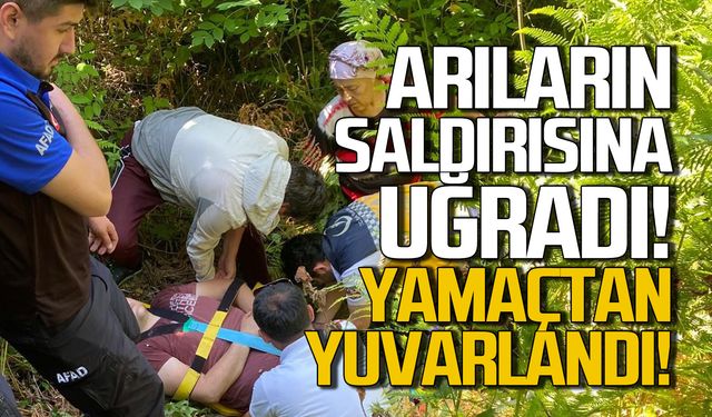 Arıların saldırısına uğradı! Yamaçtan yuvarlandı!