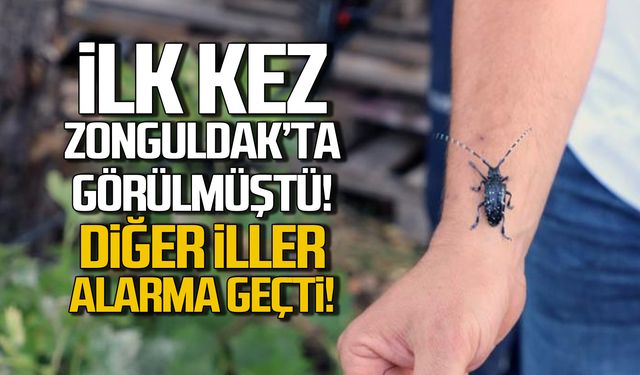 İlk kez Zonguldak'ta görülmüştü! O böcek için alarma geçtiler!