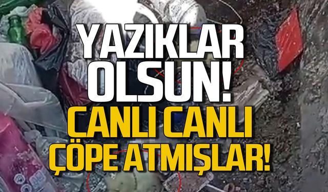 Yazıklar olsun! Canlı canlı çöpe atmışlar!