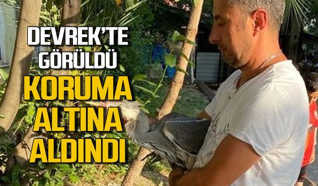 Devrekte görüldü koruma altına alındı