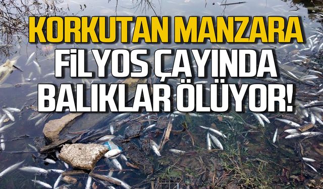 Korkutan manzara! Filyos Çayı'nda balıklar ölüyor!