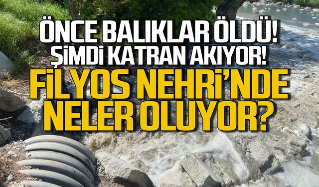 Önce balıklar öldü! Şimdi de katran akıyor! Filyos Nehri alarm veriyor!