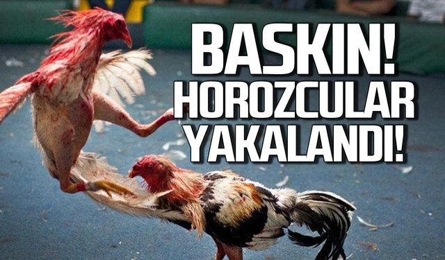 Karabük’te “horoz dövüşü” 15 kişi suç üstü yakalandı!