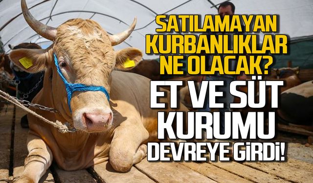 Satılamayan kurbanlıklar ne olacak? Et ve Süt Kurumu devreye girdi