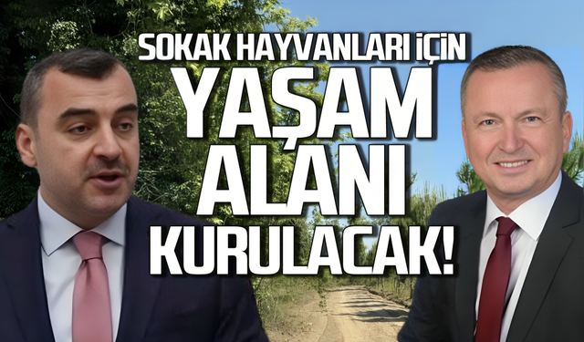 Çaycuma'da sokak hayvanları için yaşam alanı kurulacak!