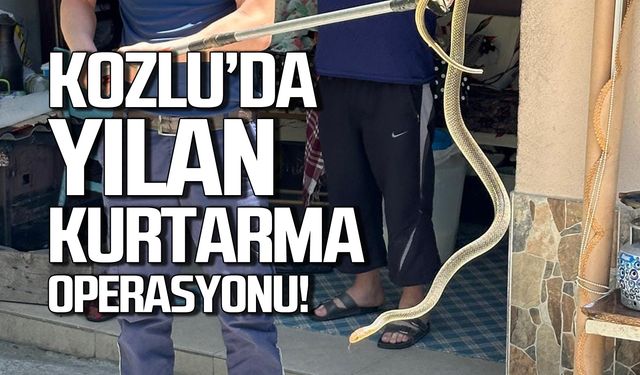 Kozlu'da yılan kurtarma operasyonu!