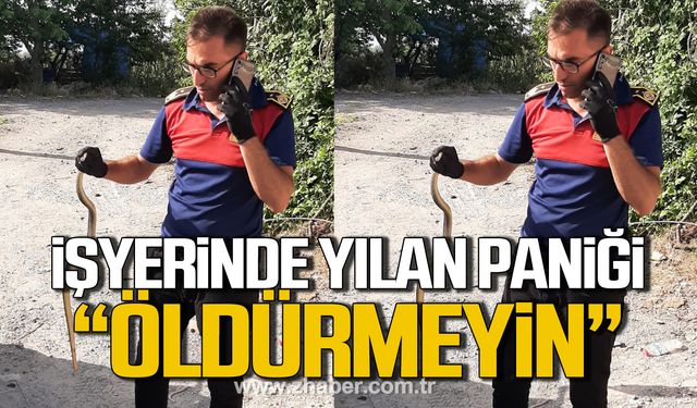 Alaplı'da iş yerinde yılan paniği! "Öldürmeyin"