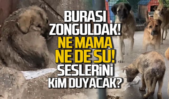 Burası Zonguldak'ta bir barınak! Yavruların sesini kim duyacak?