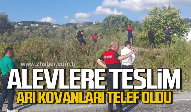 Alaplı'da çalı yangını! Arı kovanları telef oldu!