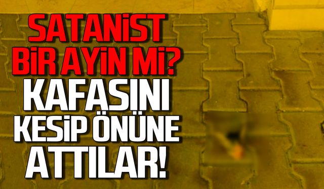 Satanist bir ayin mi? Bartın'da kesik kedi kafası ortalığı karıştırdı!