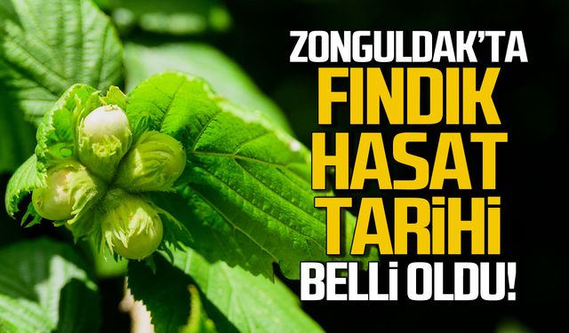 Zonguldak'ta fındık hasat tarihi belli oldu!