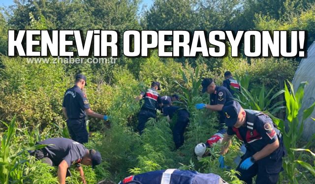 Bartın’da jandarmadan kenevir operasyonu!