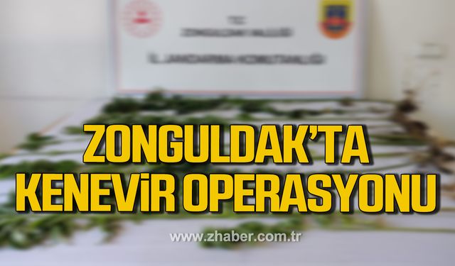 Zonguldak'ta kenevir operasyonu!