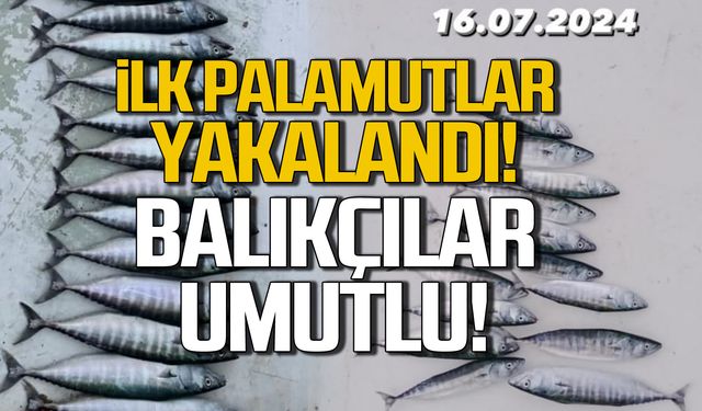 Karadeniz'de palamut bolluğu! Balıkçılar yeni sezondan umutlu!