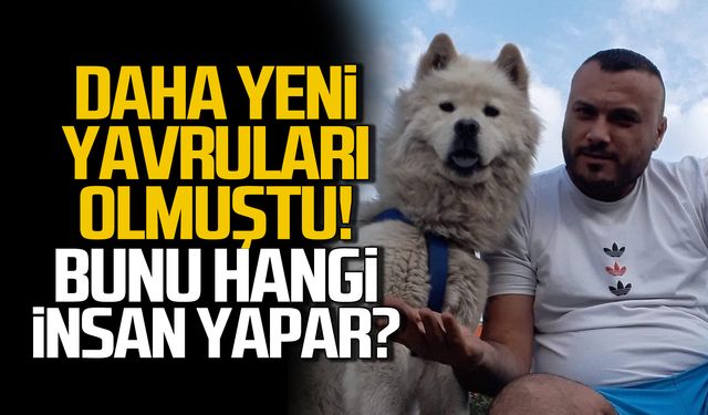 Daha yeni yavruları olmuştu! Köpeğini zehirlediler!