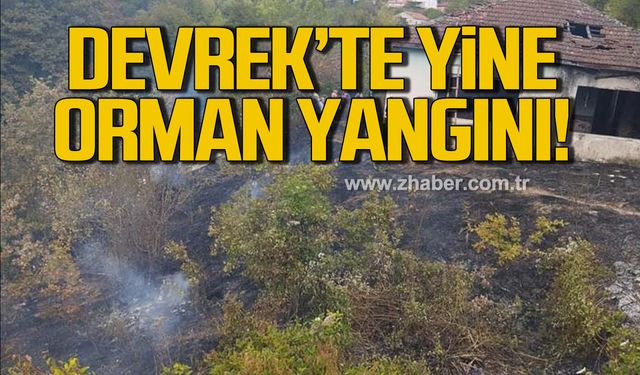 Devrek'te yine orman yangını! Ekipler seferber oldu!