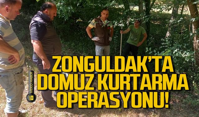 Zonguldak'ta domuz kurtarma operasyonu!