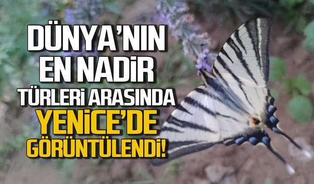 Dünya'nın en nadir kelebekleri arasında! Yenice'de görüntülendi