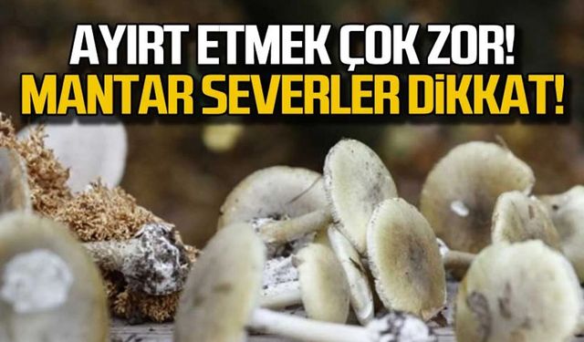 Uzmanı bile zehirlendi! Ayırt etmek çok zor!