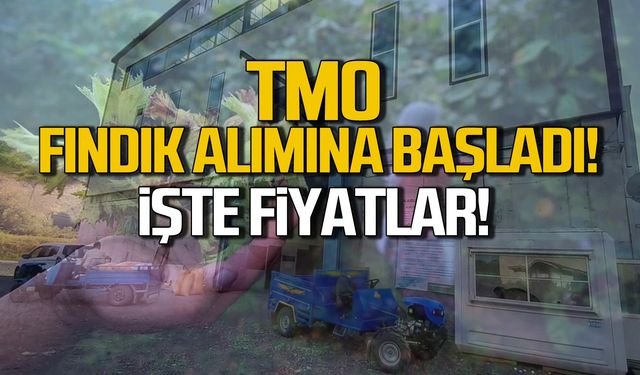 TMO Zonguldak'ta fındık alımına başladı!