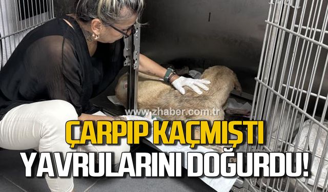 Otomobil çarpıp kaçmıştı! Hamile köpek yavrularını doğurdu!