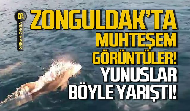 Zonguldak'ta yunuslar balıkçı teknesi ile yarıştı