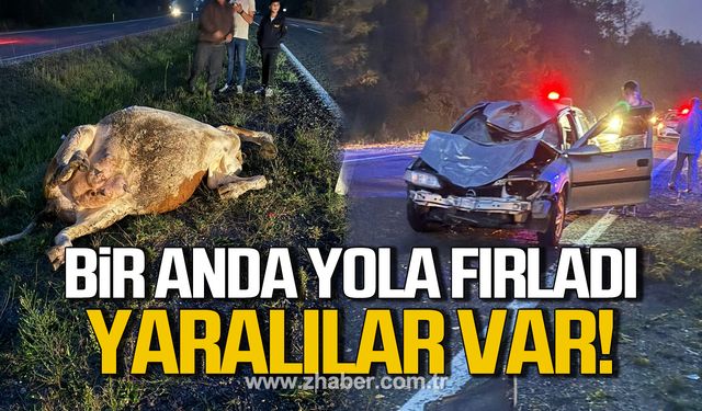 Çaycuma'da inek bir anda yola fırladı! Yaralılar var!