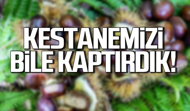 Zonguldak kestanesine sahip çıkamadı!