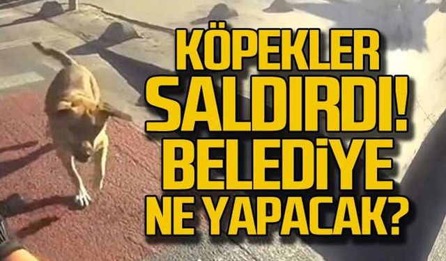 Köpekler saldırdı! Vatandaş isyan etti!