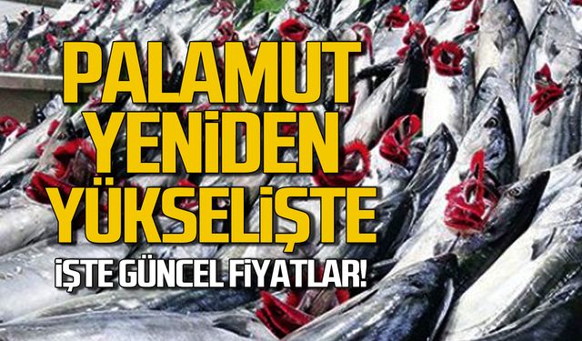 Palamut yeniden yükselişte! İşte güncel fiyatlar!