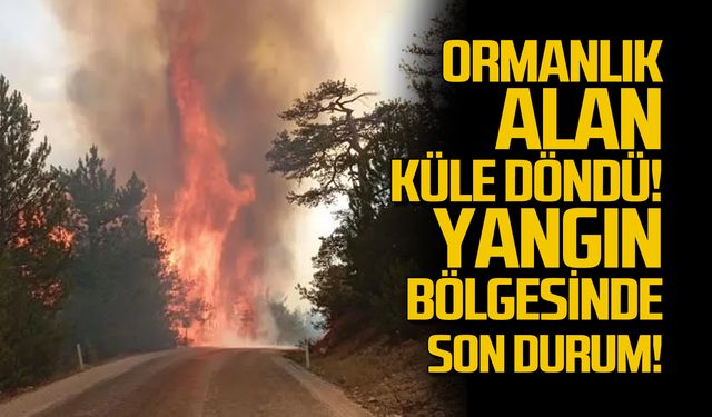 Bolu'da orman yangını! Alevler kontrol altında!