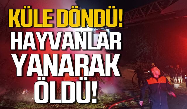 Bartın'da ahırda yangın çıktı! 4 büyükbaş öldü