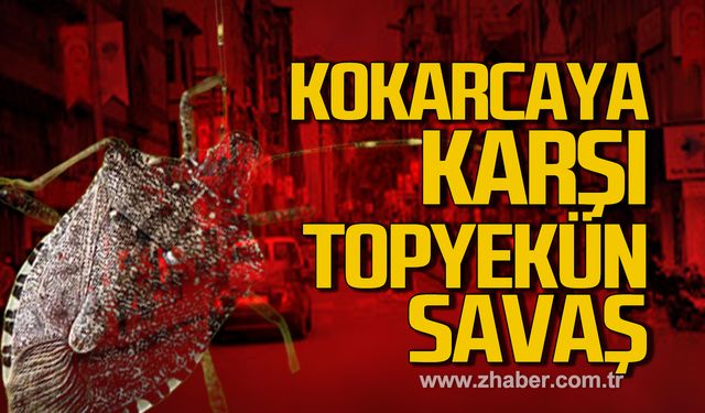 Zonguldak'ta kokarcaya karşı topyekün savaş!