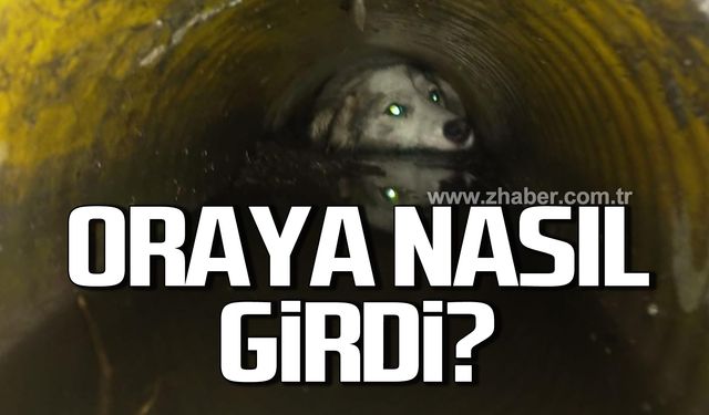 Gider borusunda sıkışan köpek ekipleri harekete geçirdi