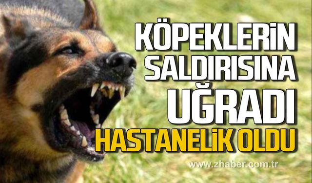 Çaycuma’da köpeklerin saldırısına uğradı! Hastanelik oldu!