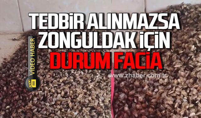 Tedbir alınmazsa Zonguldak için durum facia!